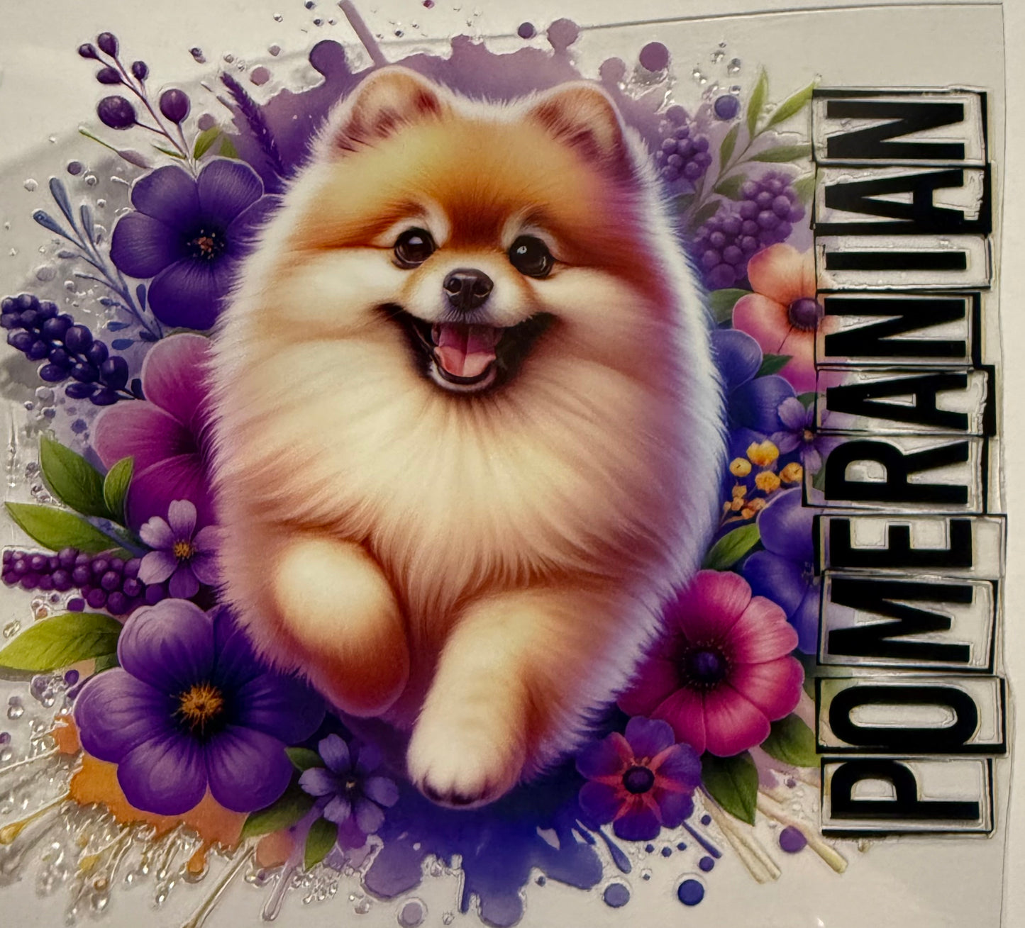 POMERANIAN